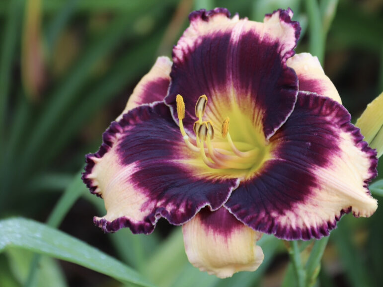 Incredible Ada is a purple daylily named by Saundra Dunn and Mary Ann Cleary.