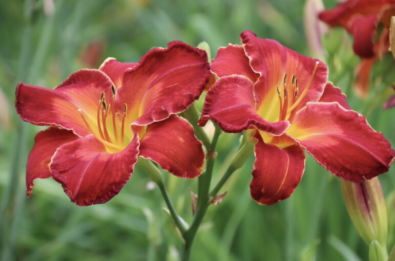 Higher Fire is a daylily raised and named by Saundra Dunn and Mary Ann Cleary, owners of Along the Fence Daylilies in Dansville.