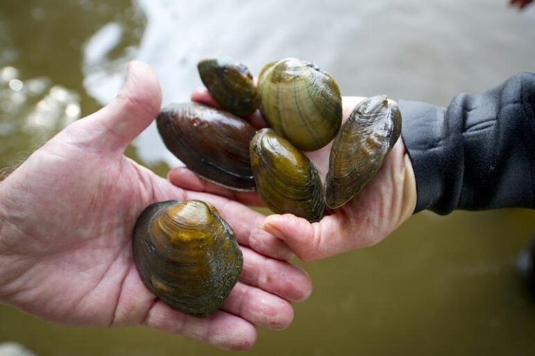 Mussel survey on the Grand River showcasing native mussels.