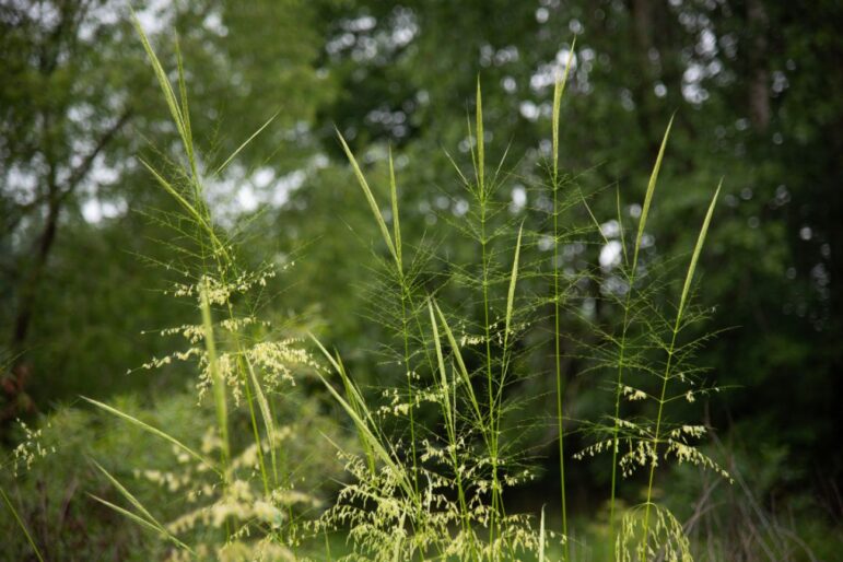 In July, wild rice plants began the flowering stage — sprouting long spikes of rice with thin and fluffy white flowers growing off abundant leaf stalks.