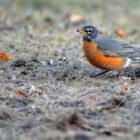 The American robin, Michigan’s state bird, could be part of a legion of mental health therapists and has been logged over 19 million times on the birdwatching app eBird.