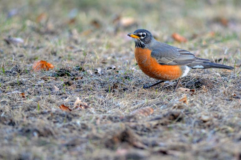 The American robin, Michigan’s state bird, could be part of a legion of mental health therapists and has been logged over 19 million times on the birdwatching app eBird.