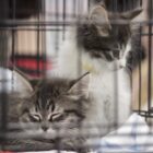Kittens in a cage at an adoption event hosted by Cannonsville Critters in Greenville.