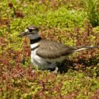 A killdeer on the green roof at the Ford Rouge Plant in Dearborn.