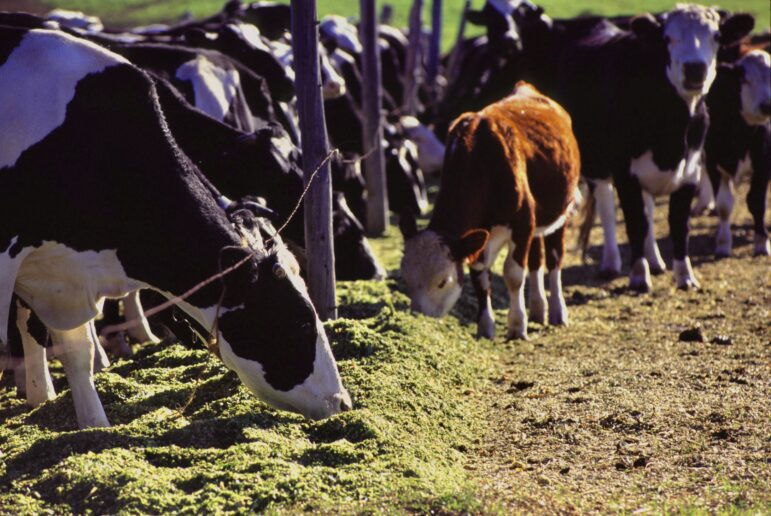 Good nutrition is credited with making Michigan a leader in milk production per cow