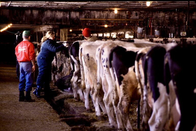 Michigan ranks No. 1 for milk produced per cow. Here, cows line up to be milked.
