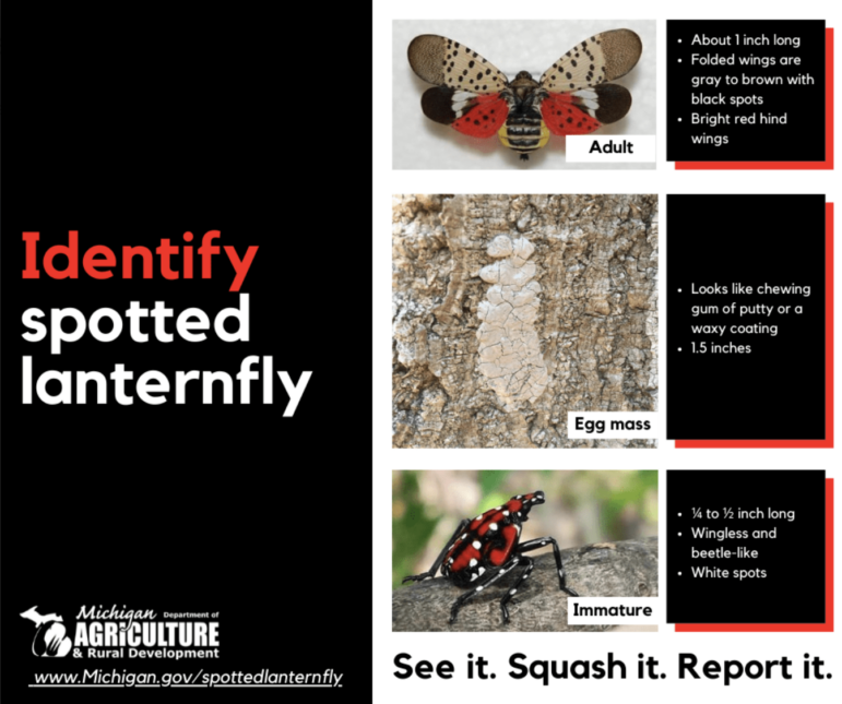 Here is how to identify a spotted lanternfly in all developmental stages.
