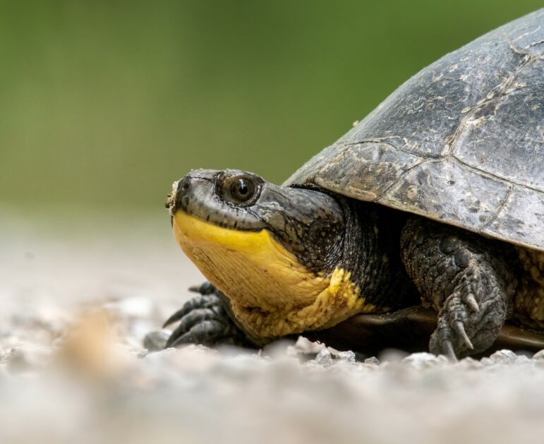 A turtle enjoys the wetland ecosystem. Multiple efforts are underway in Michigan to avoid the loss of wetlands