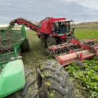 Michigan is No. 4 in the country for sugar beet production.