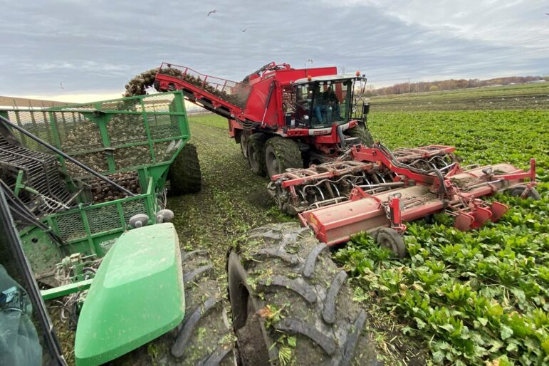 Michigan is No. 4 in the country for sugar beet production.