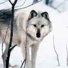 The Upper Peninsula is home to more than 600 wolves