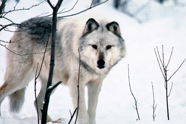 The Upper Peninsula is home to more than 600 wolves