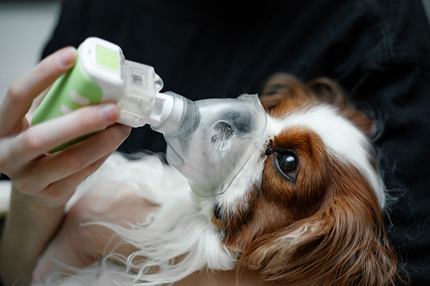 Health officials recommend owners check with a veterinarian if their dogs show symptoms of the “mystery” respiratory illness.