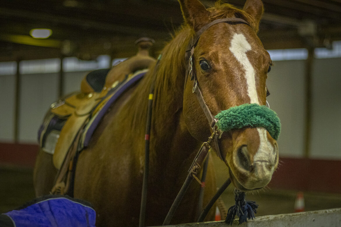 Equine Learning Center promotes inclusive equine-assisted services for Lansing