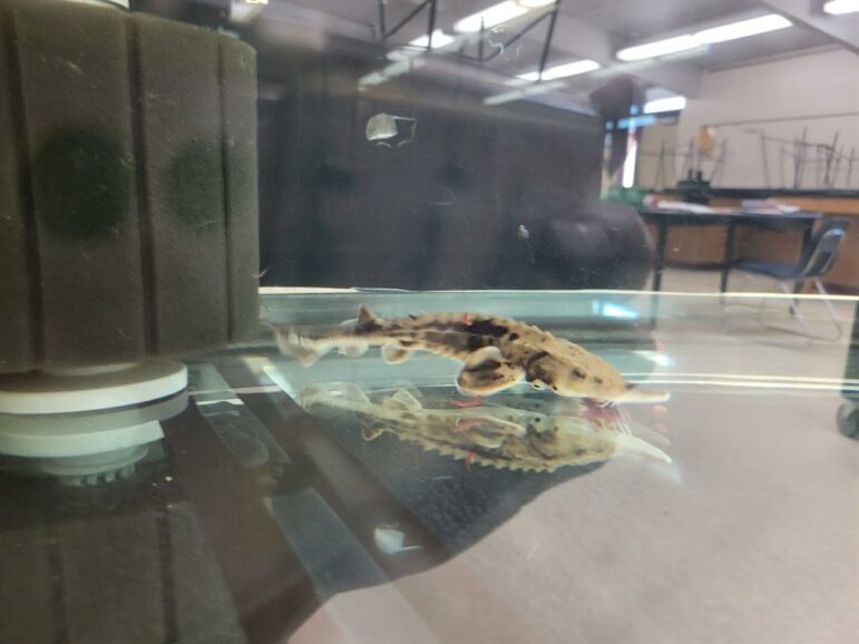 Big Randy, the sturgeon in Katie Bryant’s seventh-grade class, is pictured in its tank at LakeVille Middle School. Her class is one of several Michigan science classrooms that incorporate sturgeon into their curriculum, using it to teach children about conservation and natural resources.