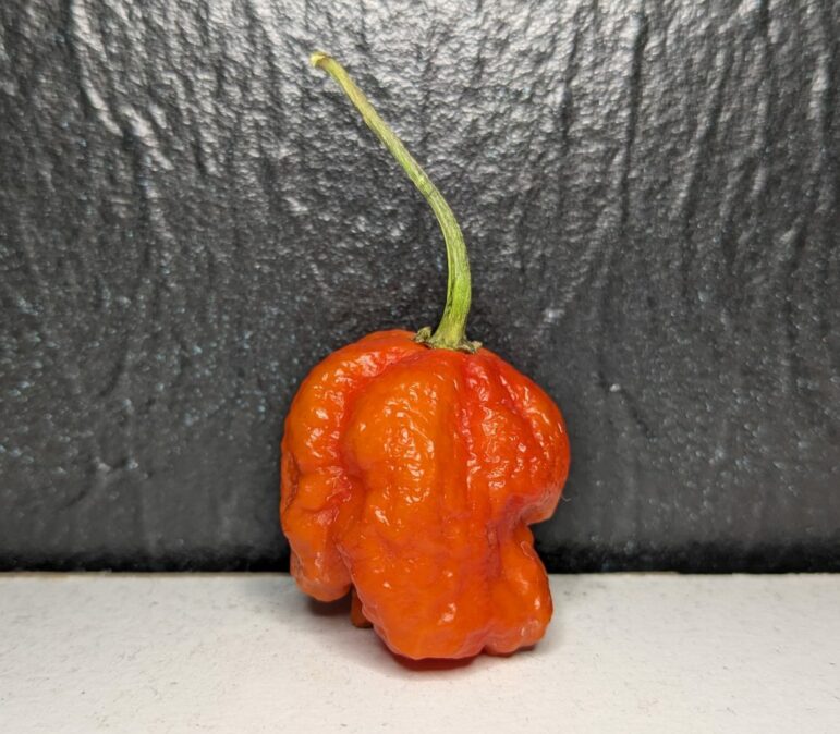 The orange coloring of Friar’s Fury, created by Howell pepper grower Ryan Karcher, indicates a high maximum heat level.