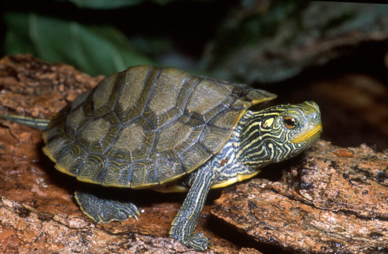 An older juvenile northern map turtle rests on a log.