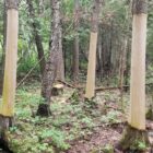 Groves of bark-stripped cedars have been discovered in the St. Ignace district of the Hiawatha National Forest. Those responsible could be charged with a felony and spend up to a year in jail, according to state law.
