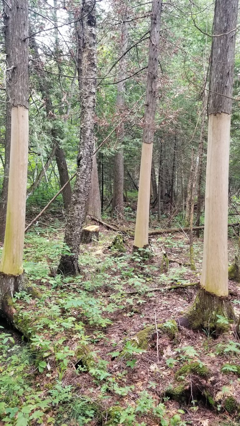 Groves of bark-stripped cedars have been discovered in the St. Ignace district of the Hiawatha National Forest. Those responsible could be charged with a felony and spend up to a year in jail, according to state law.