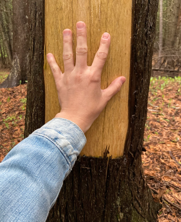 Harvesting one hand-width strip of bark from an old-growth cedar won’t kill it, said Robin Clark, the Natural Resources Director at the Sault Ste. Marie Tribe of Chippewa Indians and a member of the state Natural Resources Commission.