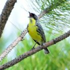 The Kirtland’s warbler is one of the rarest songbirds in North America, living only in Michigan and parts of Wisconsin and Ontario during breeding season.