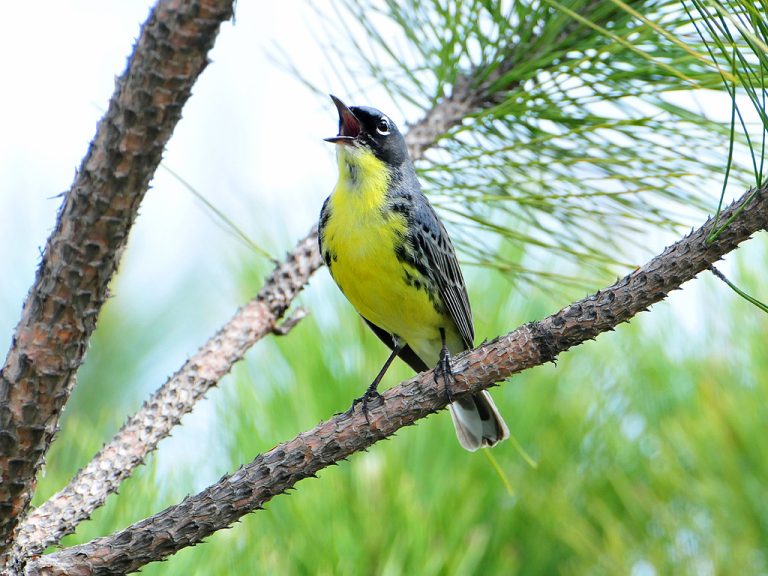 The Kirtland’s warbler is one of the rarest songbirds in North America, living only in Michigan and parts of Wisconsin and Ontario during breeding season.