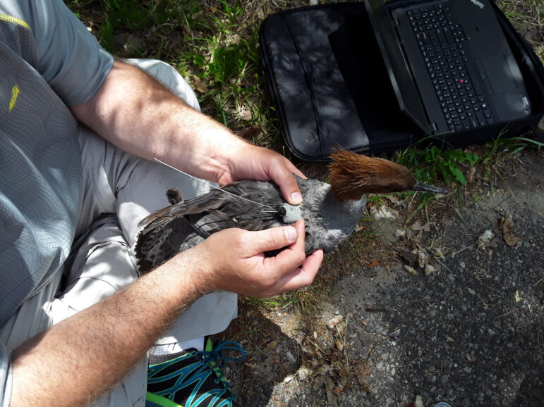 A researcher examines a mallard during the relocation process.