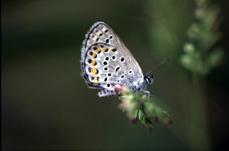 Karner blue butterfly at the Allegan State Game Area in Fennville.