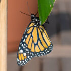 Newly emerged monarch butterfly.
