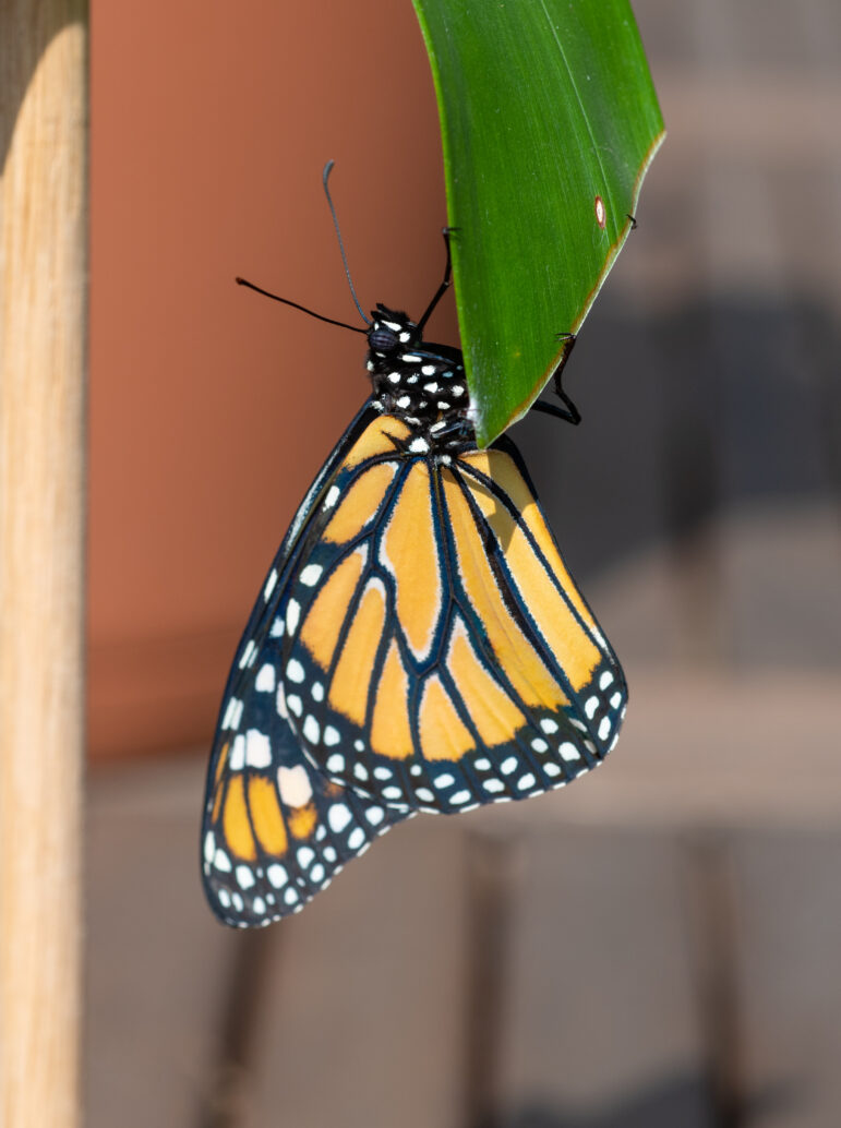 Newly emerged monarch butterfly.
