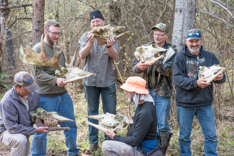 Volunteers on a Moosewatch Expedition search for bones of moose that died in Isle Royale National Park. 