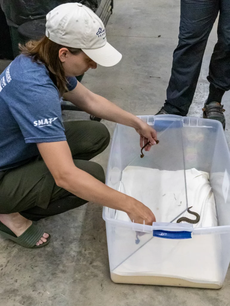 Marianna Vanderweide carefully places a pane of plexiglass on an eastern massasauga, squeezing it into the foam bottom of the container.
