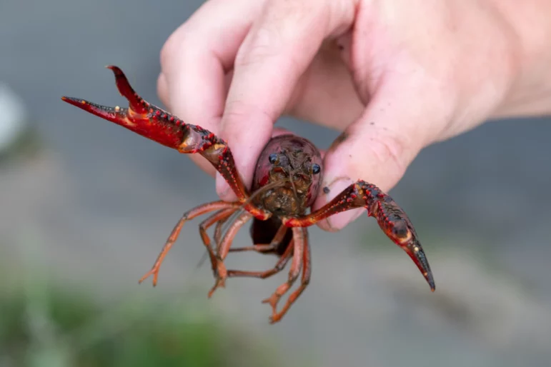 A Department of Natural Resources technician collects a red swamp crayfish from a retention pond in Novi in August 2022