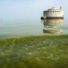 Every summer, toxic algae blooms form on Lake Erie, posing a health risk to humans and animals.