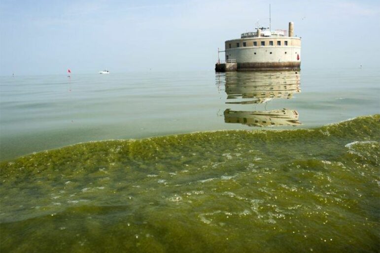 Every summer, toxic algae blooms form on Lake Erie, posing a health risk to humans and animals.