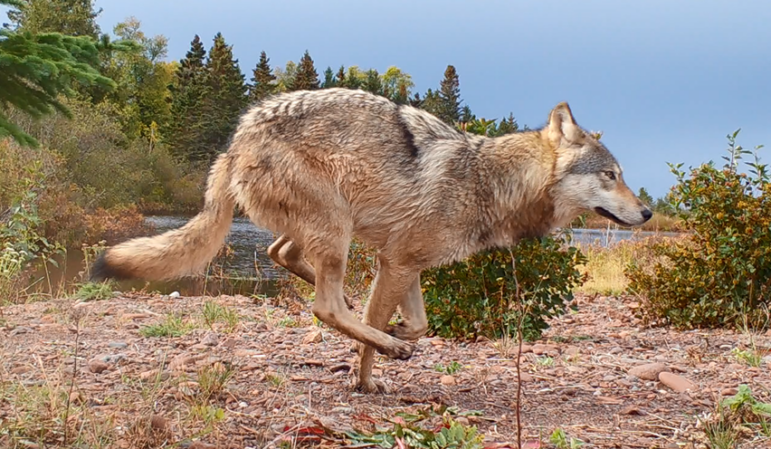 An Isle Royale wolf.