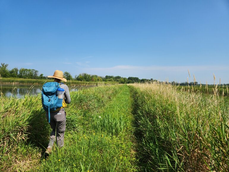 Botanist Elizabeth Haber of Seeds for Success looks for native plants at the Shiawassee National Wildlife Refuge.