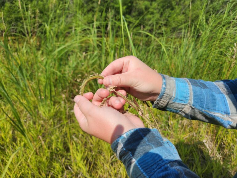 Jenna Nutter, a field technician at Seeds of Success, examines a stalk of prairie cordgrass, a plant native to Michigan. 
