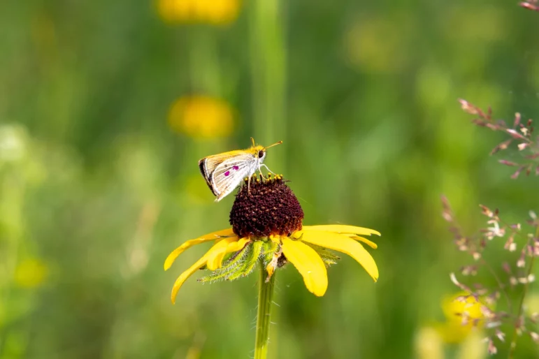 A Poweshiek skipperling is on a black-eyed Susan. The purple spots on the wings mark it as one of this year's releases.