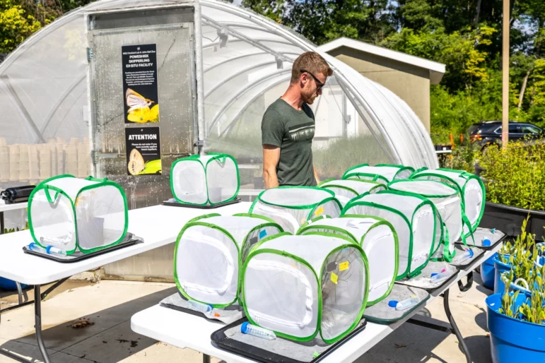 David Pavlik stands in front of small cloth-covered cages holding Poweshiek skipperlings, rare butterflies on the brink of extinction, at John Ball Zoo in Grand Rapids.