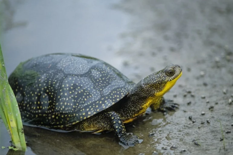 A Blanding's turtle stands at the edge of a wetland. 
