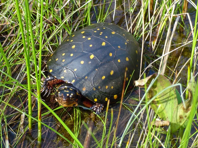 Spotted turtle